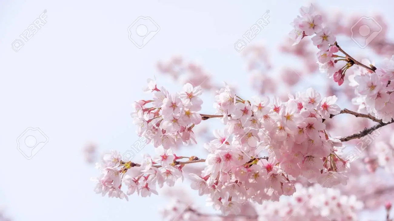 Cherry blossom in spring spring season background sakura season in korea soft focus stock photo picture and royalty free image image