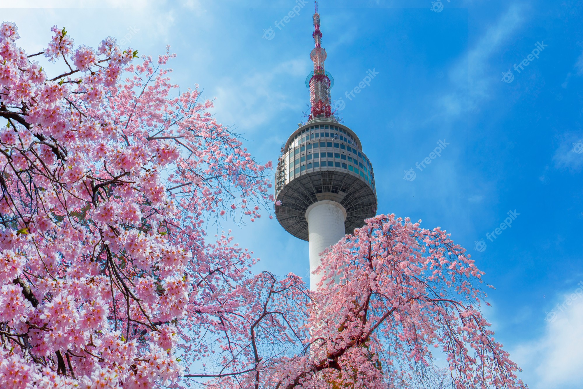 Premium photo cherry blossom in spring at seoul tower seoulsouth korea