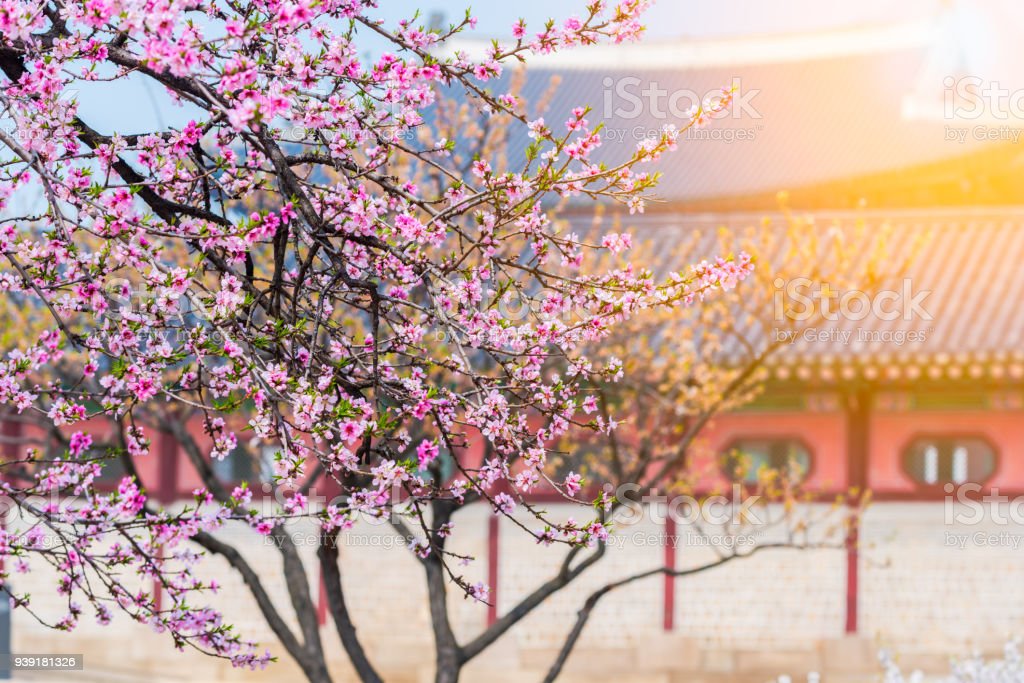Cherry blossom of spring in gyeongbokgung palace seoul south korea stock photo