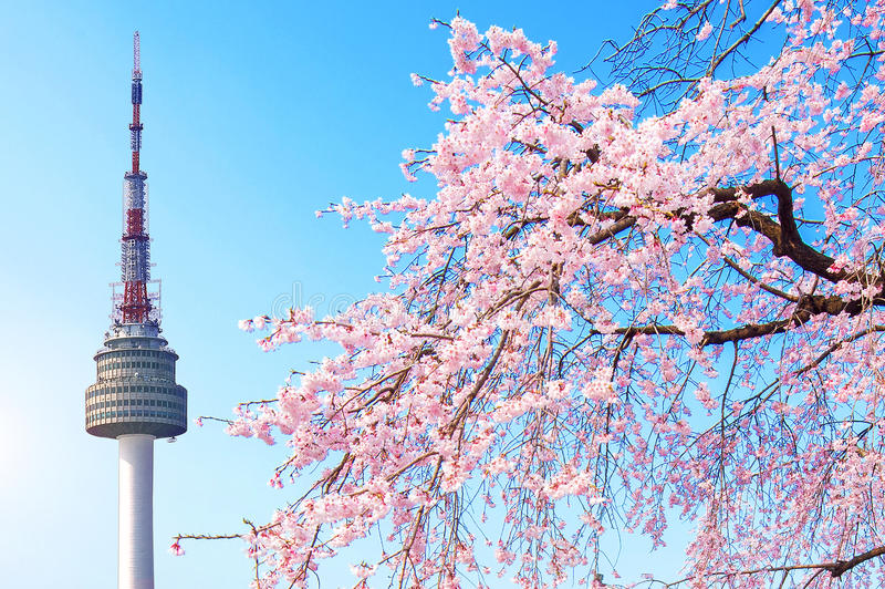 Seoul cherry blossom stock photos