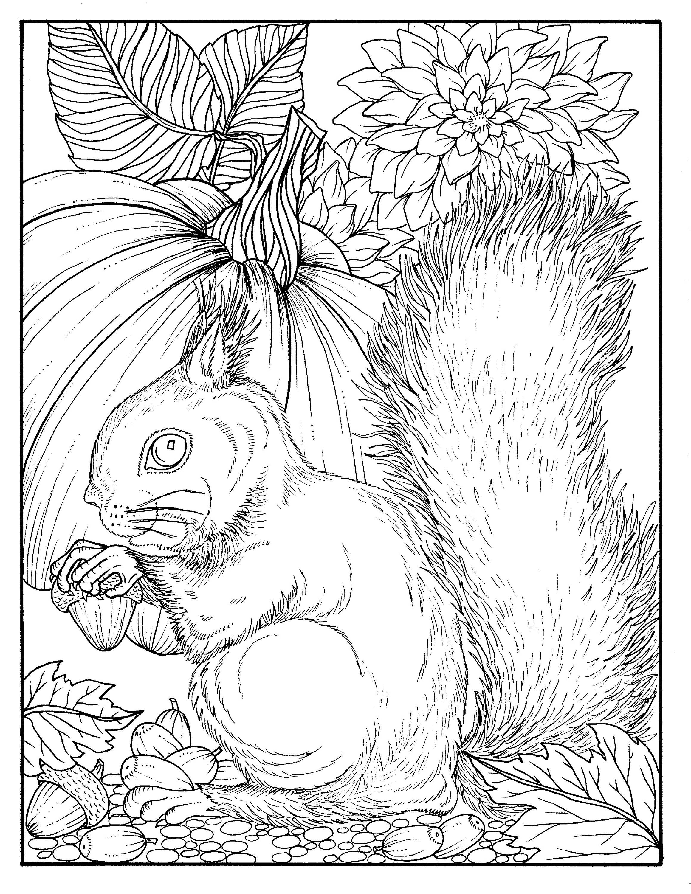 Fall squirrel digital coloring page digi stamp thanksgiving adult coloring stamp pumpkin autumn leaves color page download now