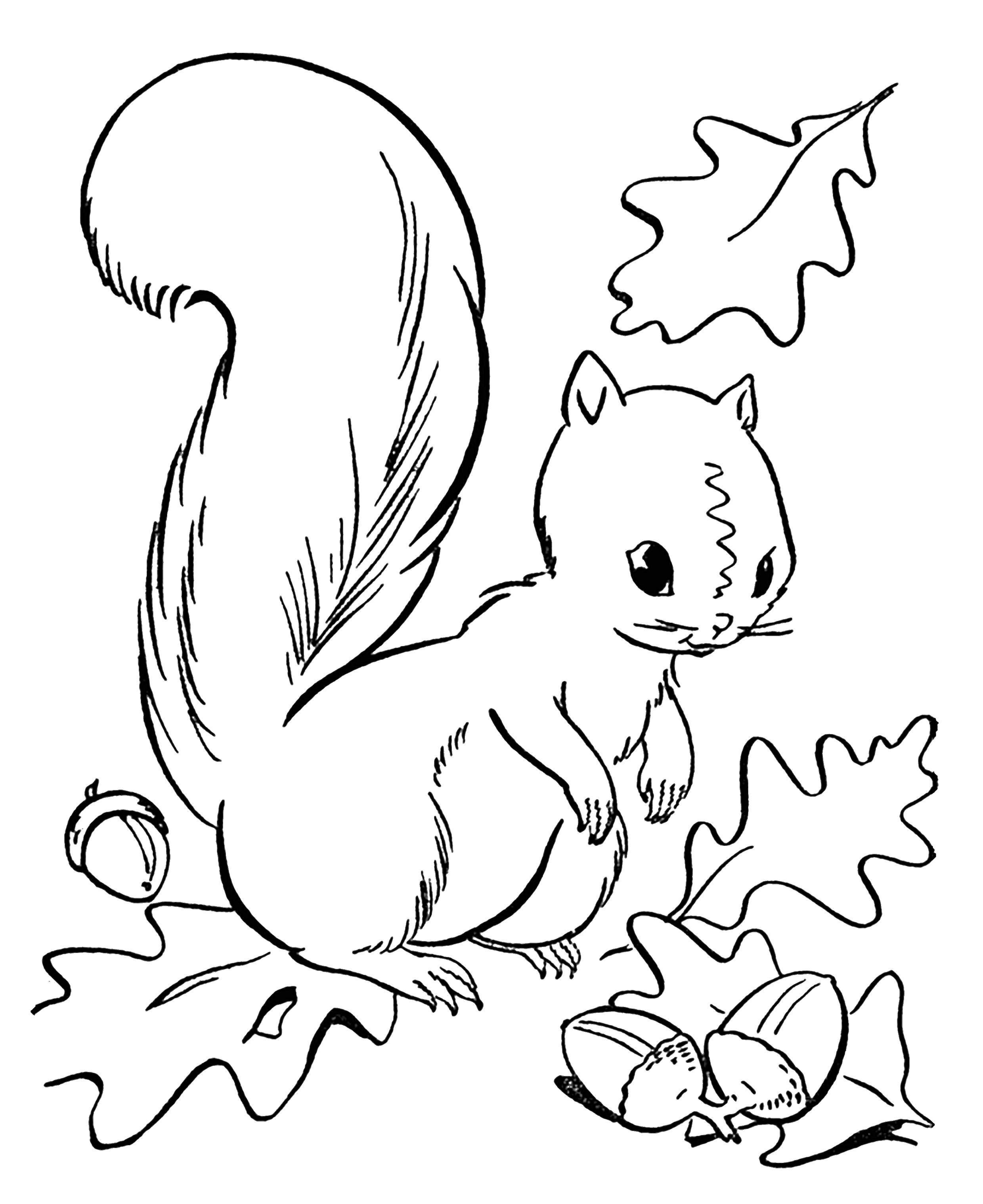 Online coloring pages squirrel coloring a squirrel with a nut autumn