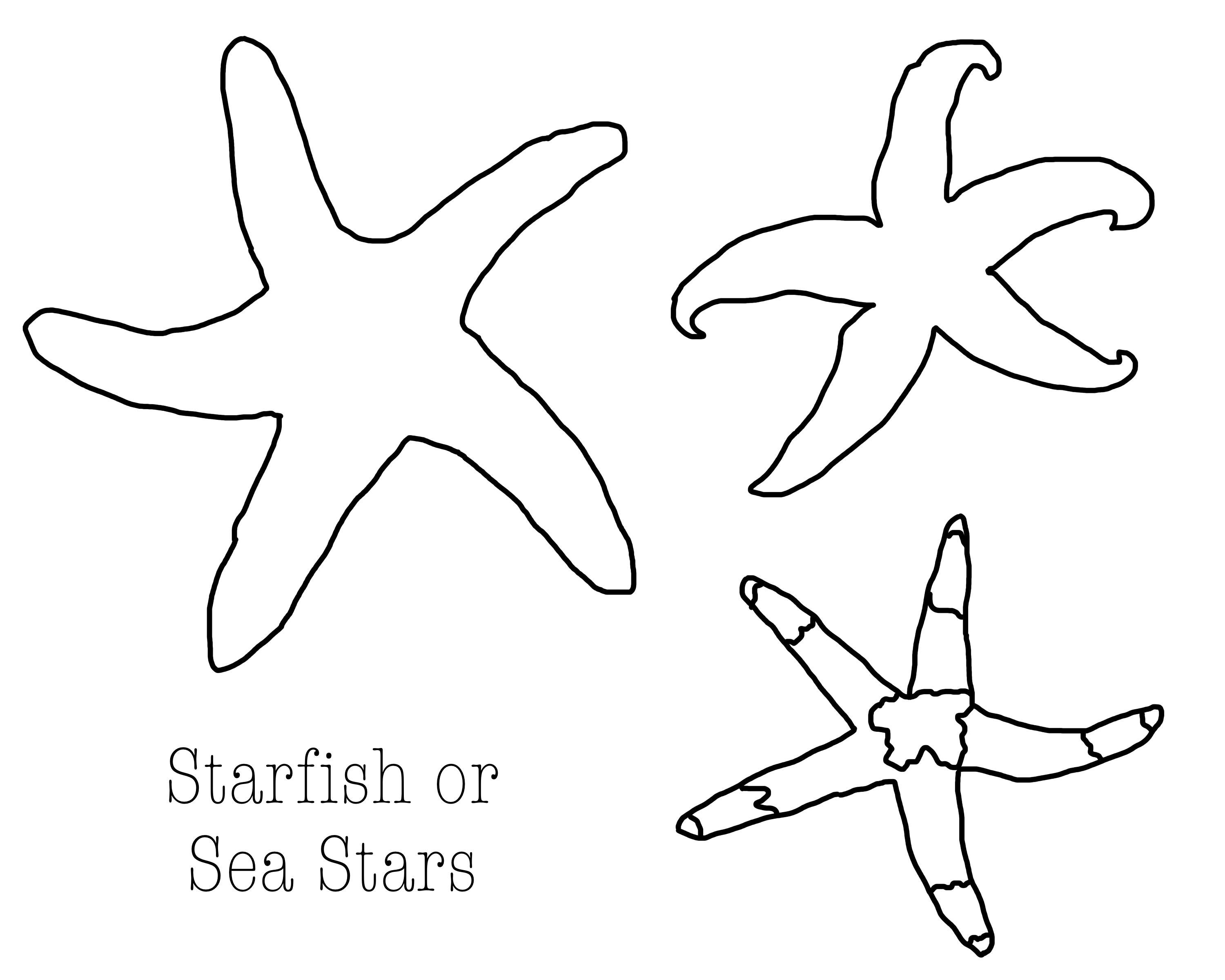 Seashells by millhillstar fish are sea stars