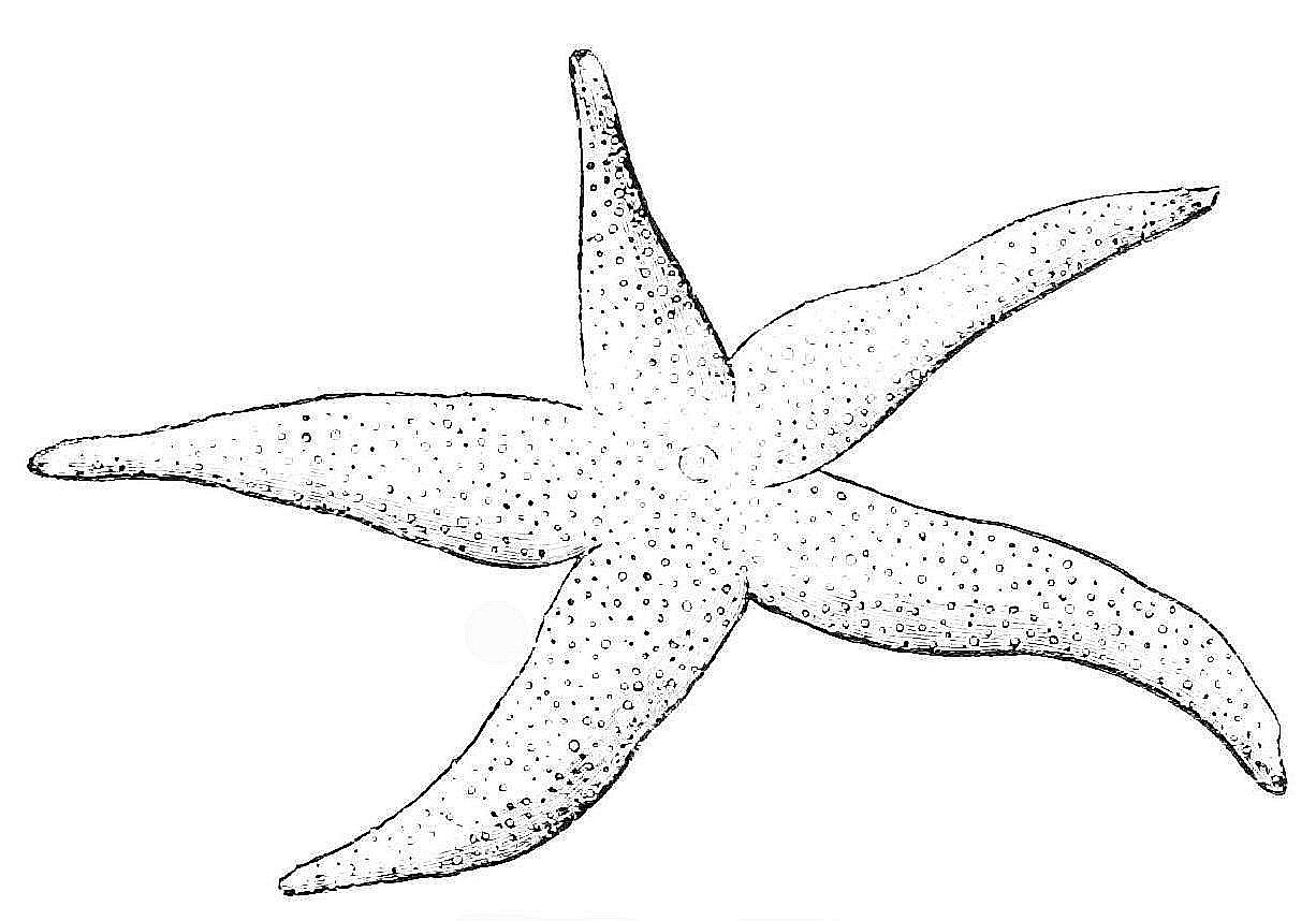 Free printable starfish coloring pages for kids star coloring pages coloring pages for kids coloring pages