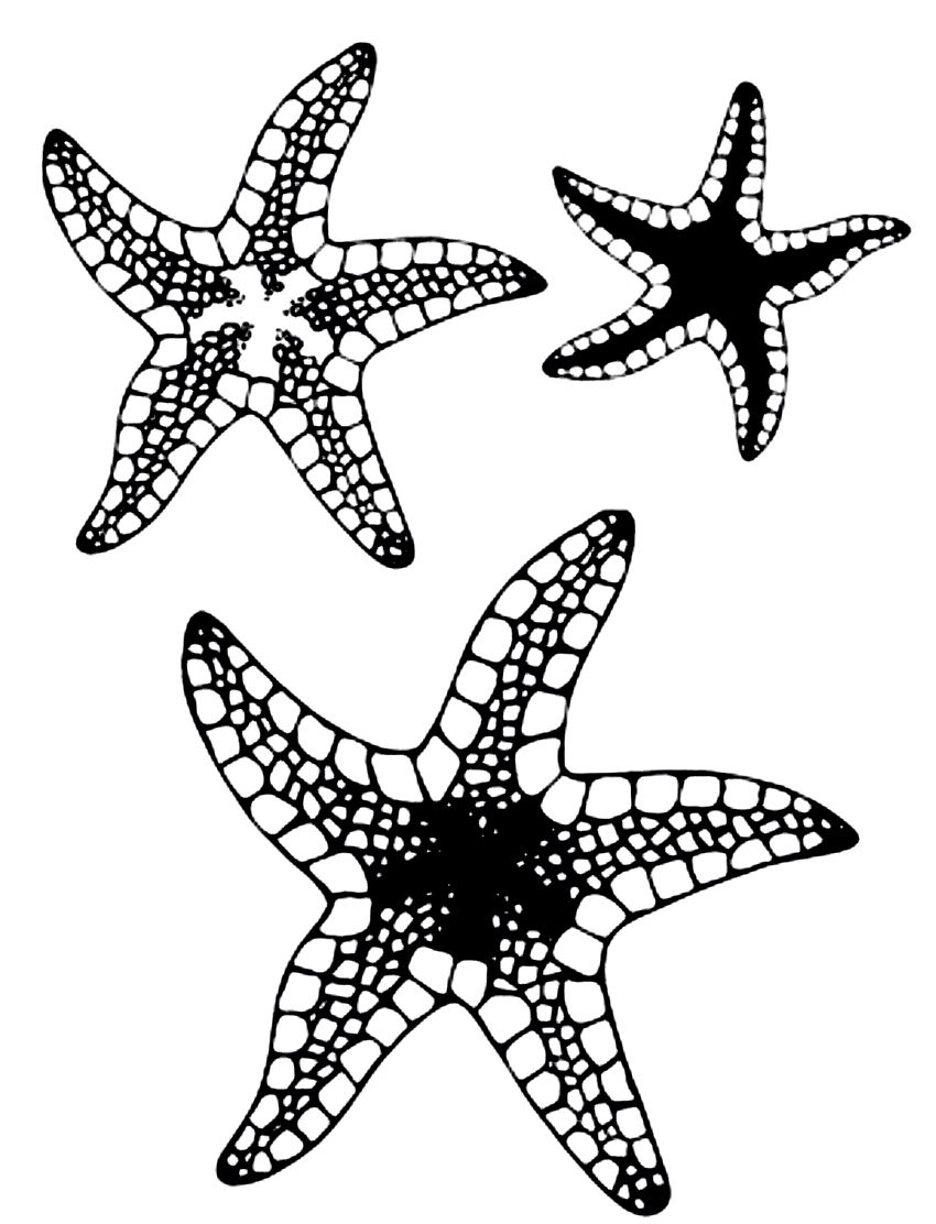 Free printable starfish coloring pages for kids starfish colors starfish coloring pages