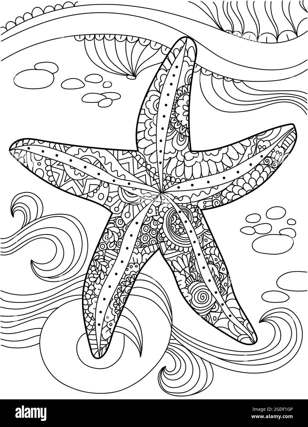Seashell line art coloring book black and white stock photos images