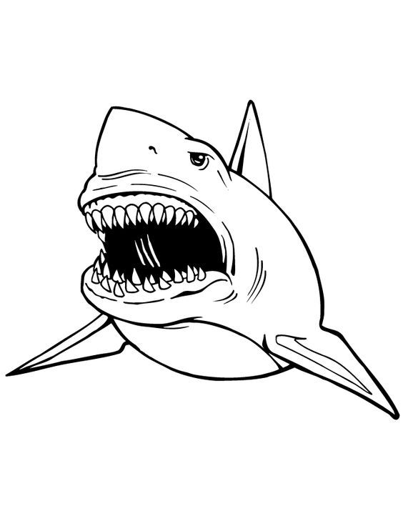 Image for great white shark coloring pages for kids shark shark coloring pages shark images shark pictures