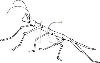 Stick insect clip art black and white sketch coloring page stick insect black and white sketches coloring pages