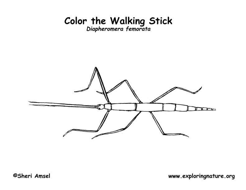 Walking stick stick bug â coloring nature