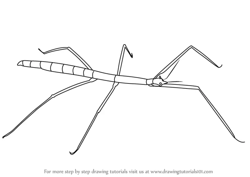 How to draw a stick insect insects step by step