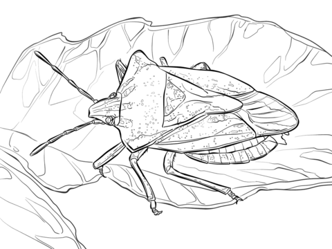 Stink bug coloring page free printable coloring pages