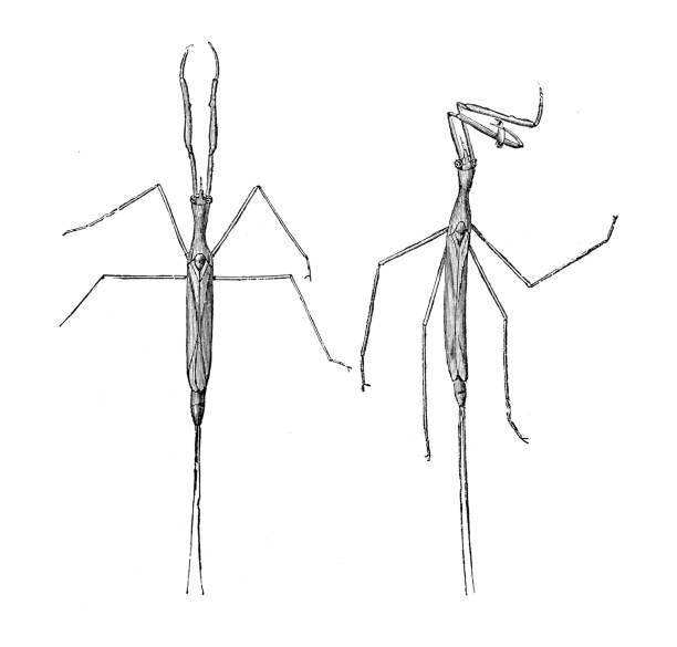 Stick insect stock illustrations royalty