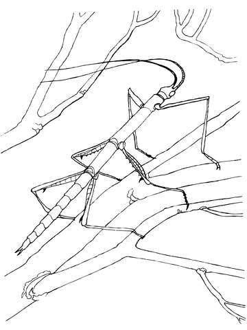 Walkingstick coloring pages free coloring pages