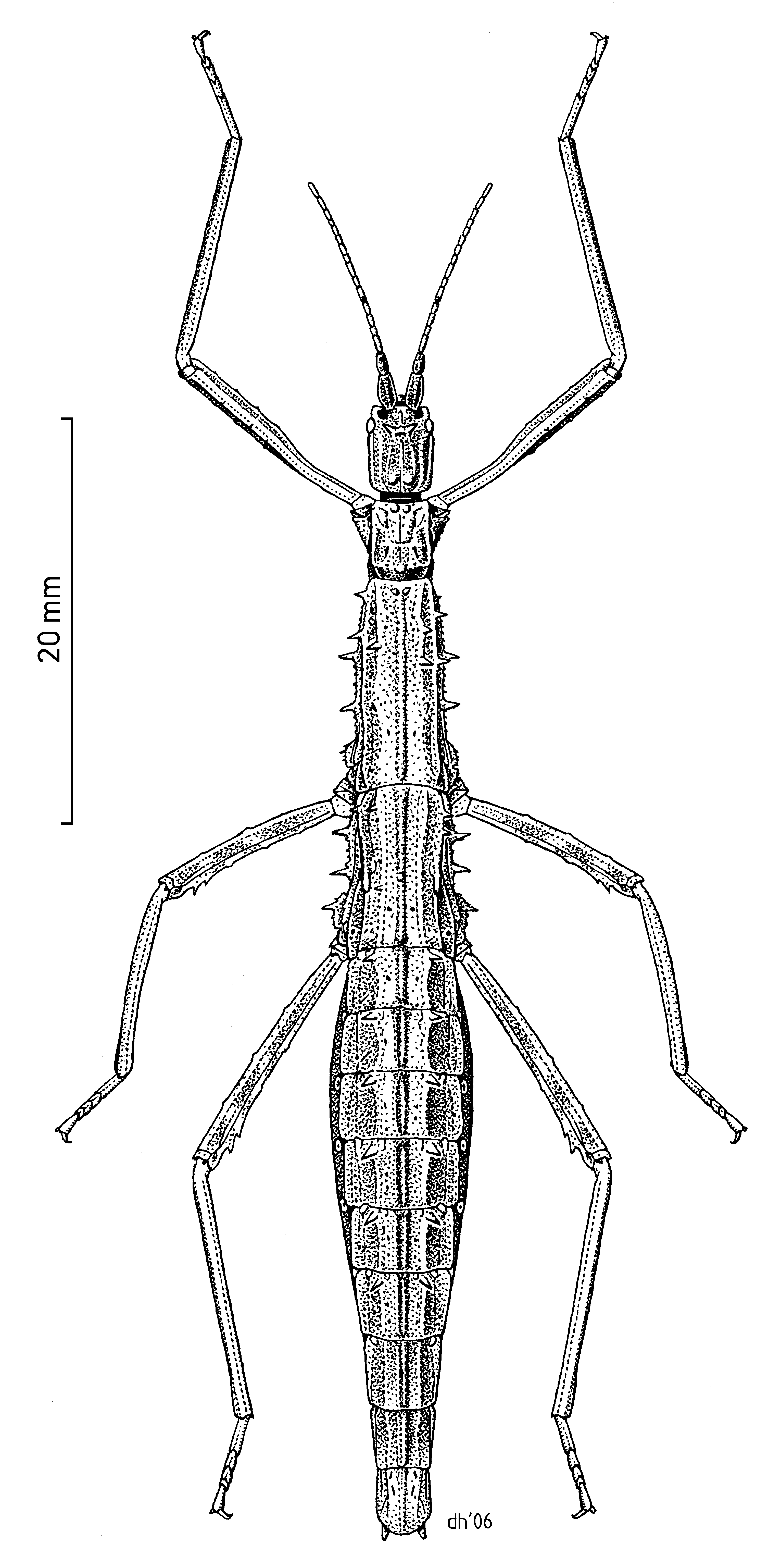 List of stick insects of new zealand