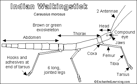 Walkingstick printout