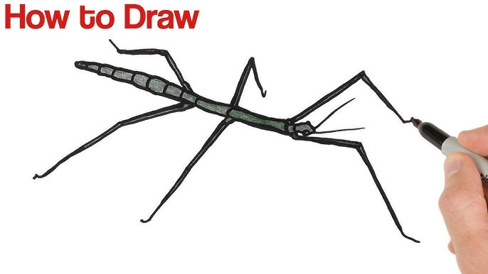 How to draw stick bug insect drawing