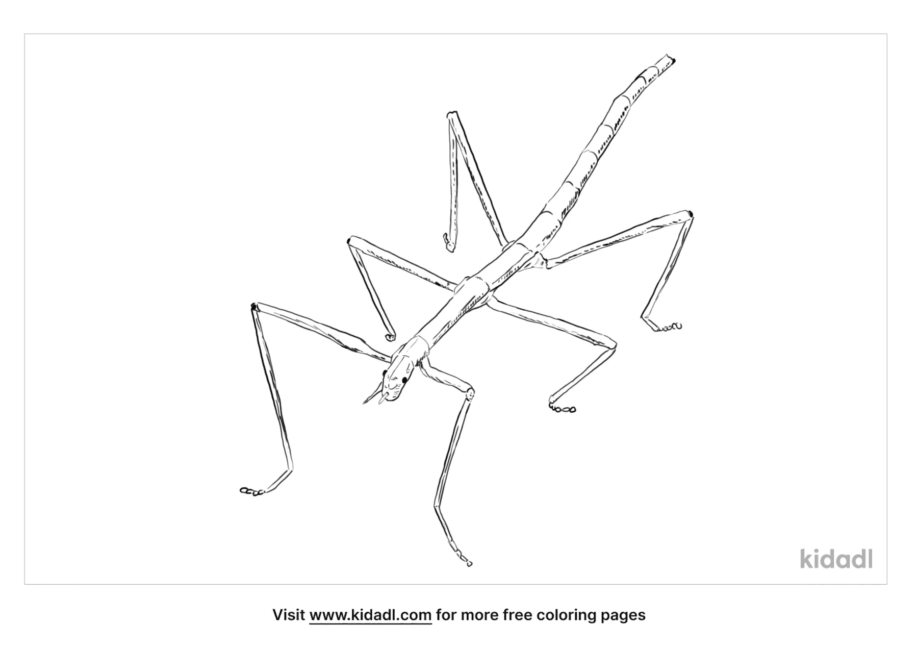 Free stick bug coloring page coloring page printables