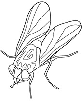 Stick insect coloring page to print