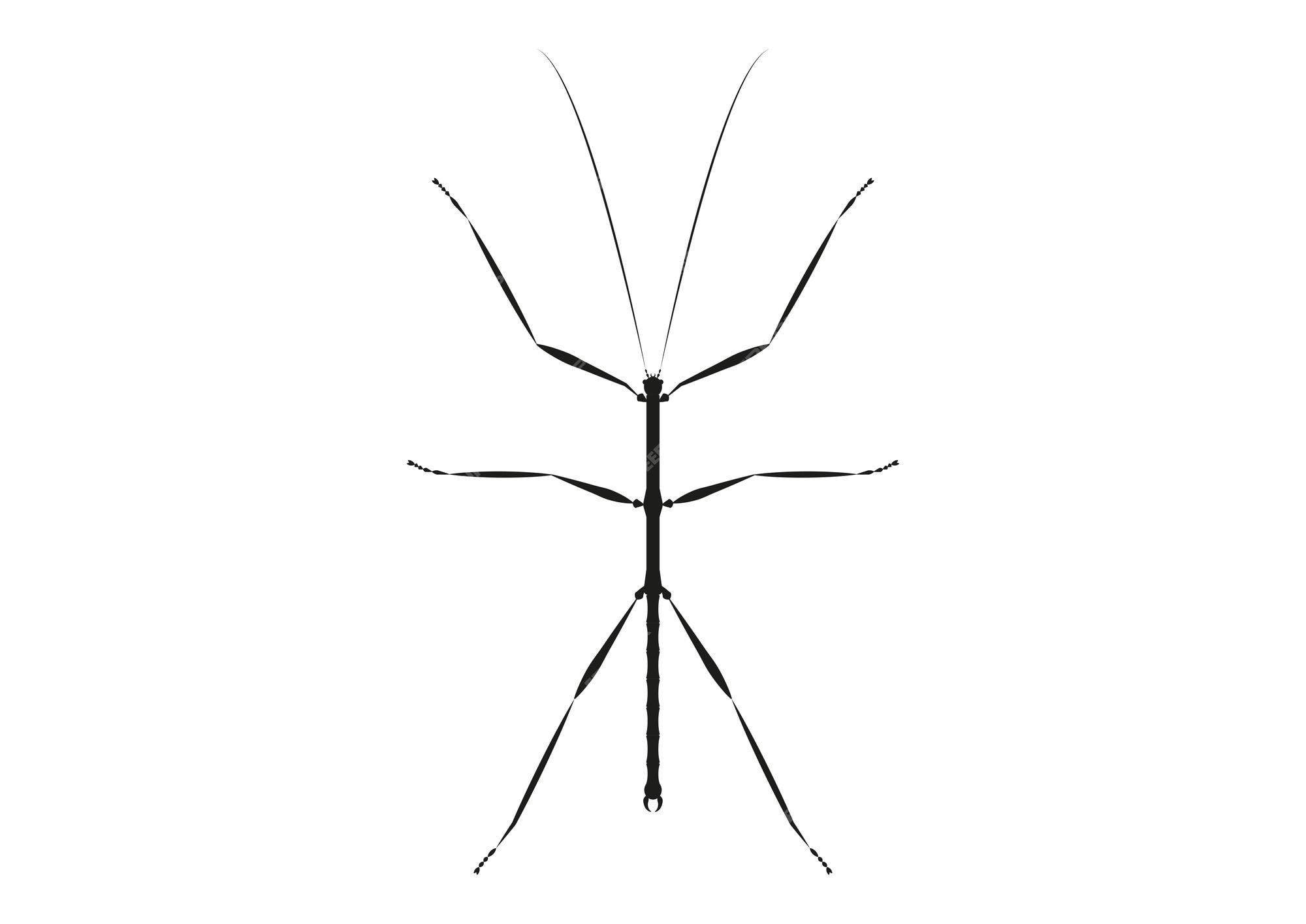 Premium vector black and white walkingstick clipart vector coloring page of a walkingstick