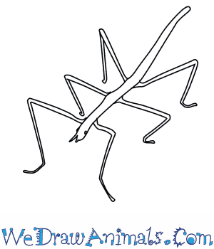 How to draw a stick insect