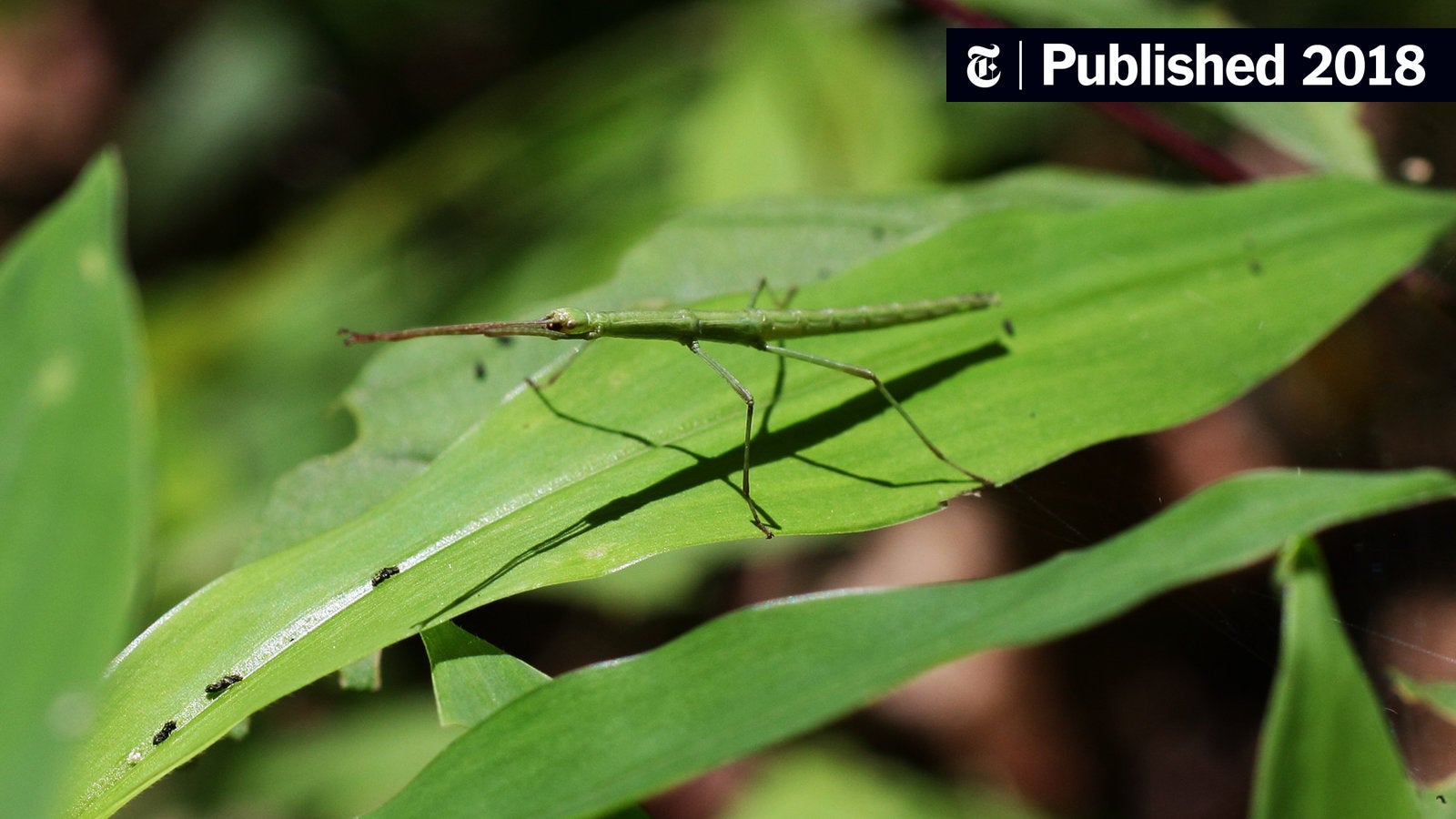 Stick insects are easy bird food and that might help them reproduce