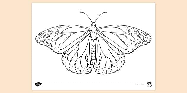 Butterfly drawing louring pages for kids teacher made