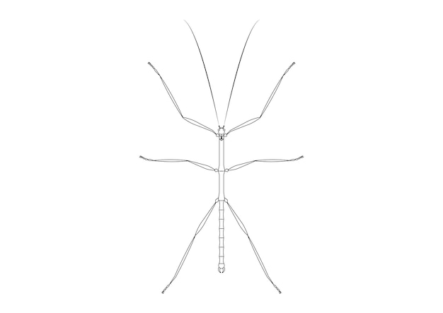 Premium vector black and white walkingstick clipart vector coloring page of a walkingstick