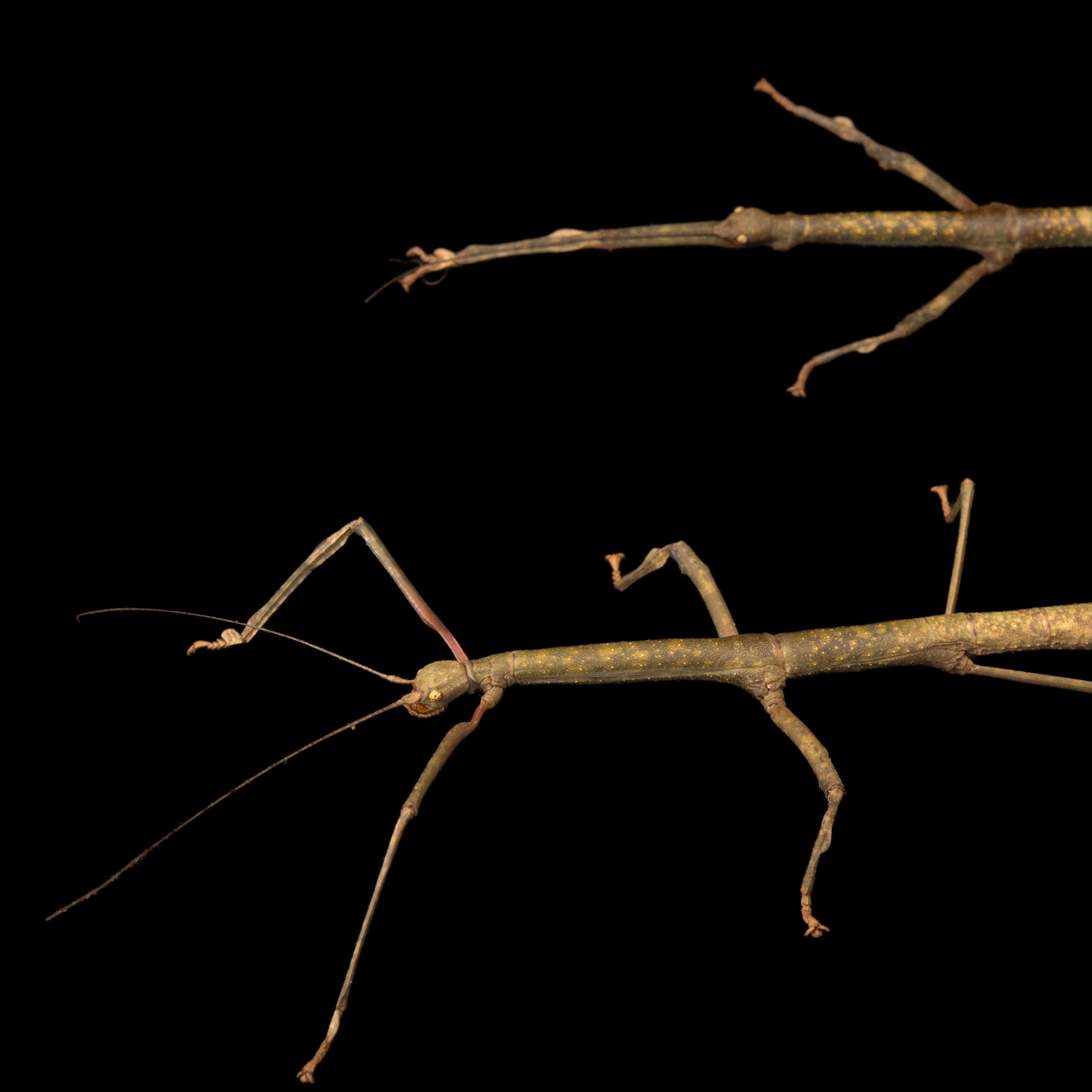 Stick insects national geographic