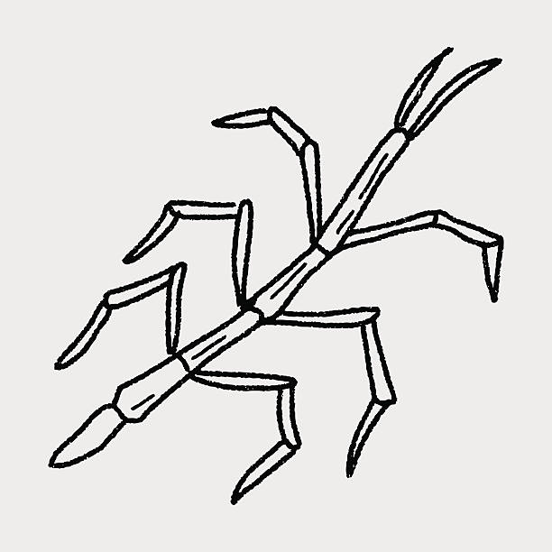 Stick insect doodle stock illustration