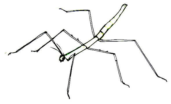 Exotic insects drawing â how to draw a stick insect