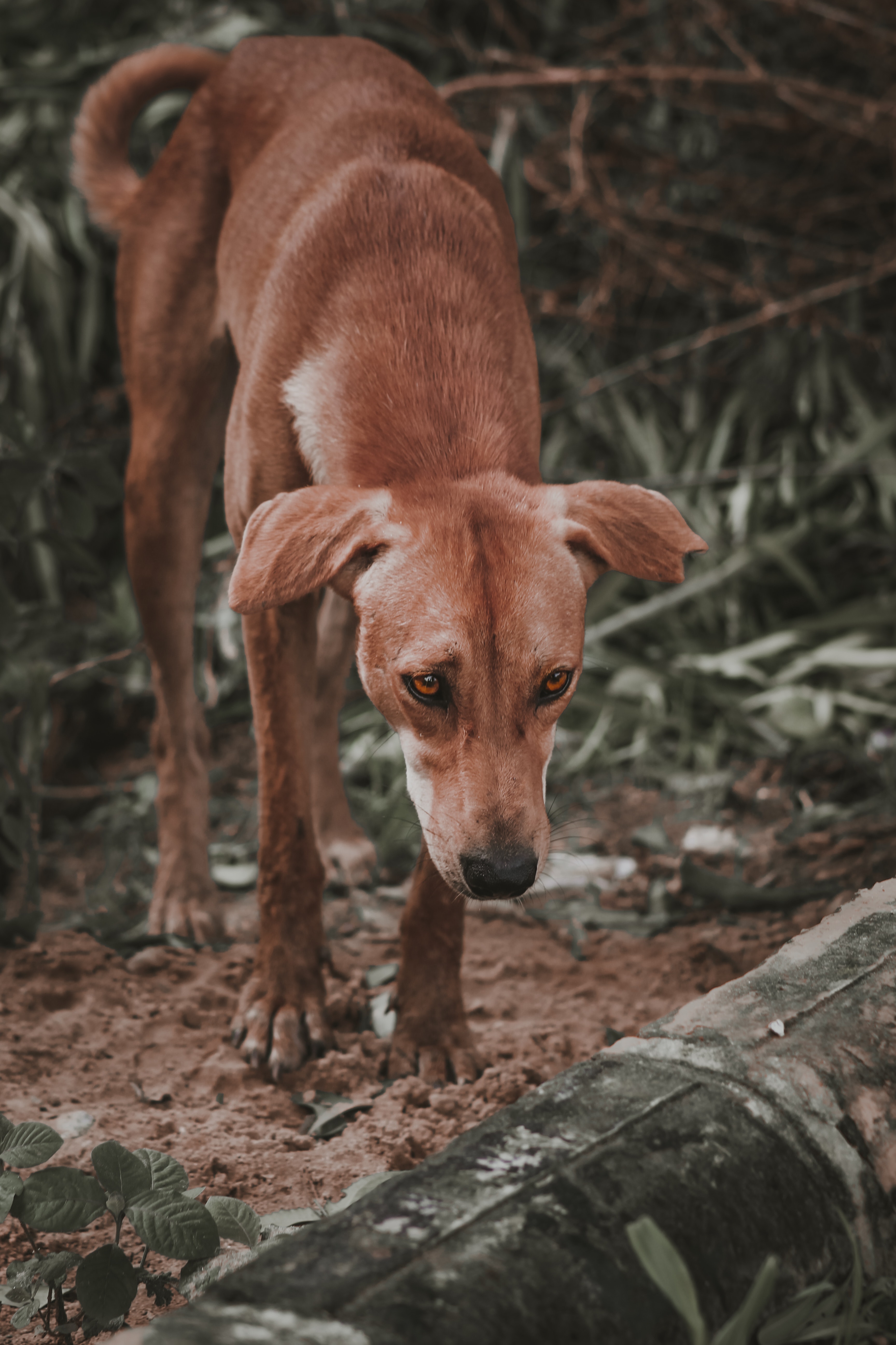 Stray dog photos download the best free stray dog stock photos hd images