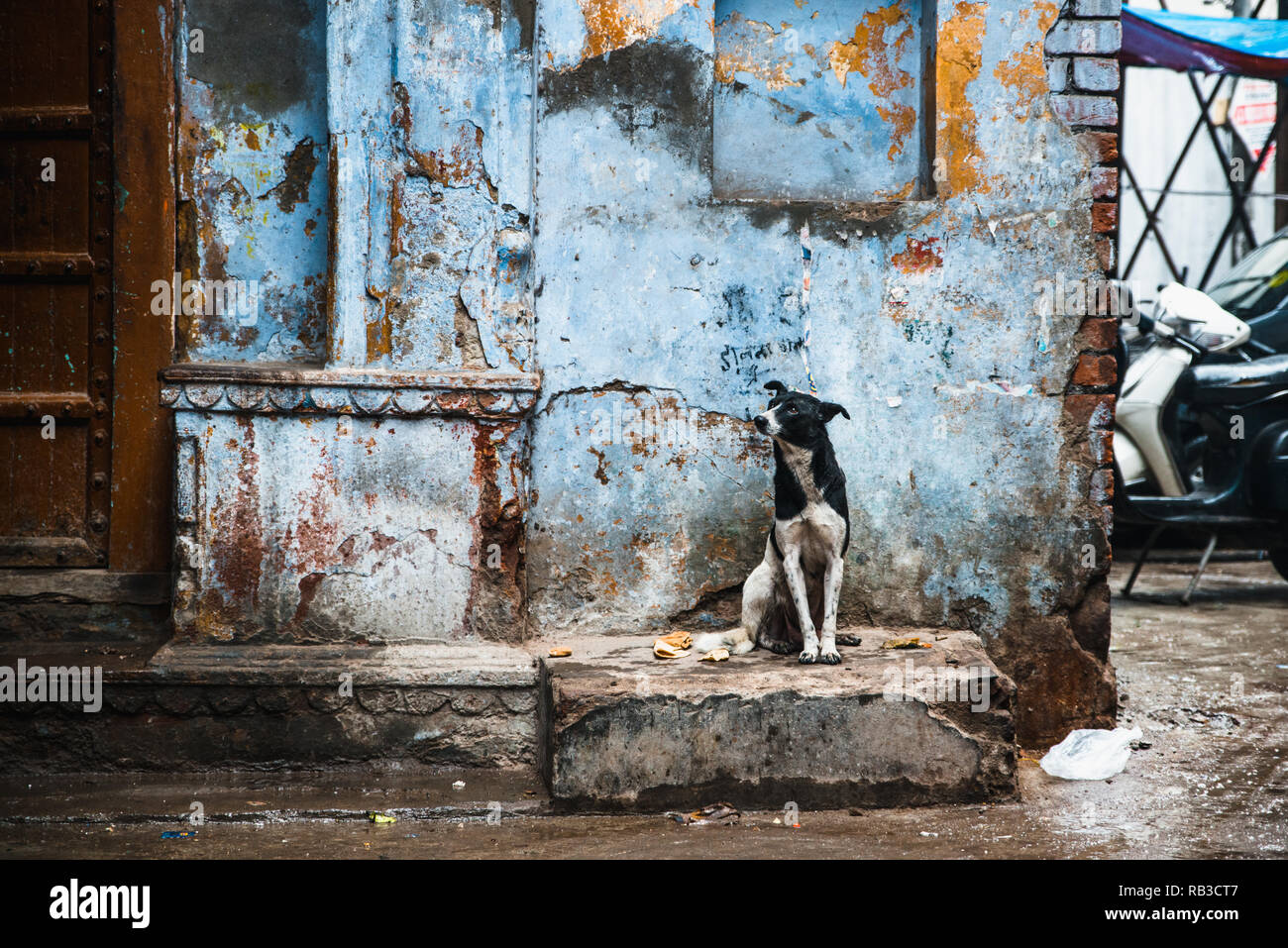 Street dog sitting in the streets of new delhi in india with a blue wall behind as background dog is black and white spotted and is looking sad stock photo