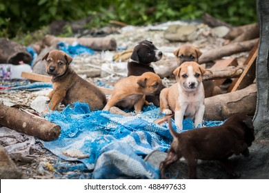 Stray dog images stock photos vectors