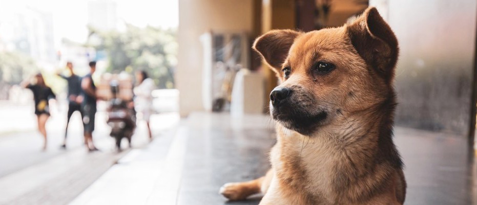 Even stray dogs understand human gestures study finds bbc science focus magazine