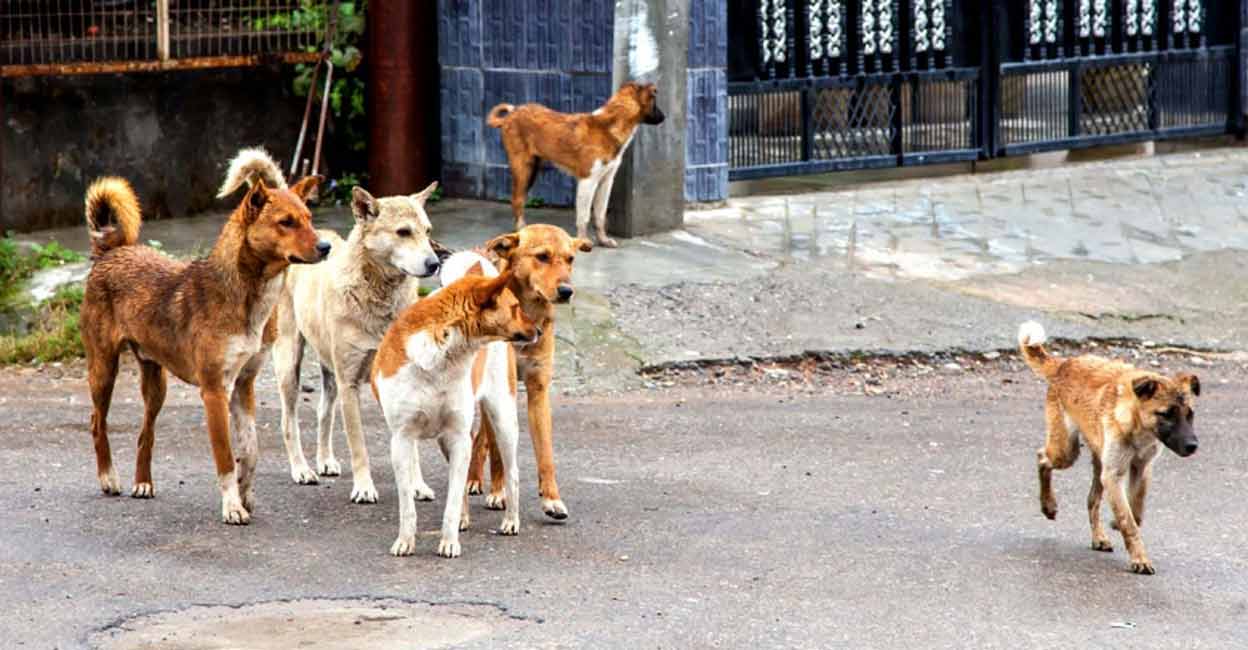 Kerala to take over buildings under disaster act to shelter stray dogs thiruvananthapuram