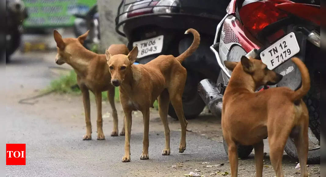 Draft rules allow euthanasia for ill wounded street dogs india news