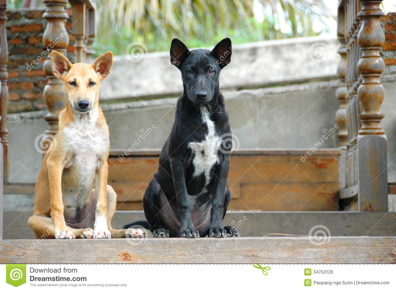 Brown and black street dogs stock photo