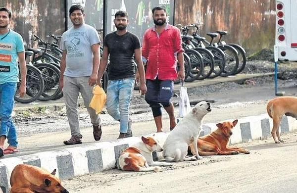 Top tour operator body seeks stop to killing of stray dogs