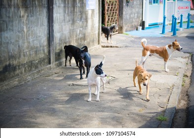 Street dog images stock photos vectors