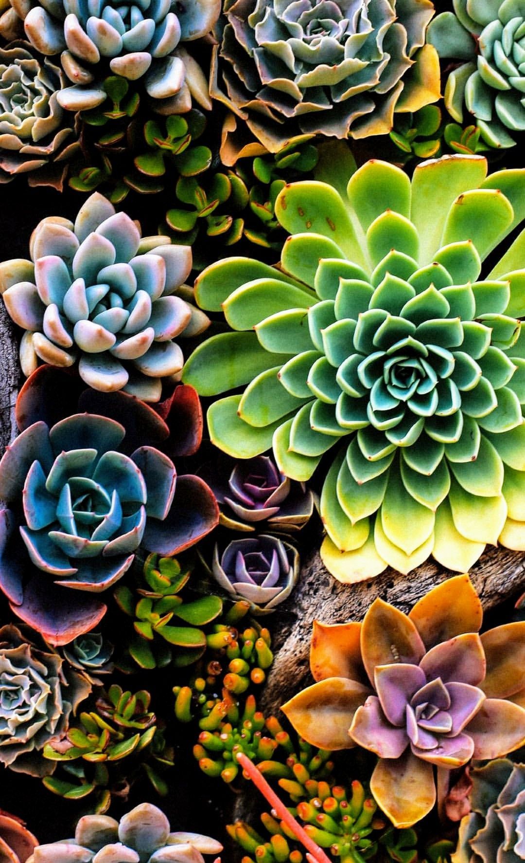 Succulent iphone wallpapers