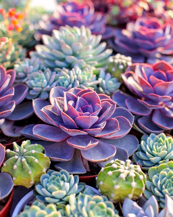 Its like a painting succulents wallpaper colorful succulents succulents