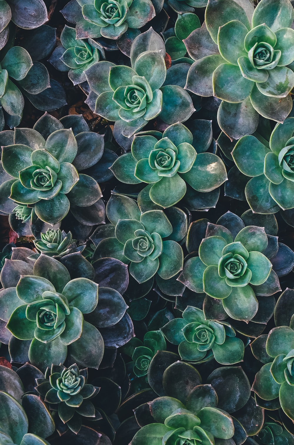 Succulents pictures hd download free images on
