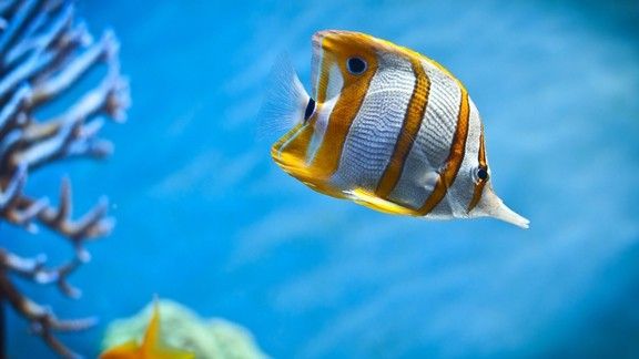 Opikal baläk hdresimnet fish wallpaper underwater wallpaper opical fish aquarium