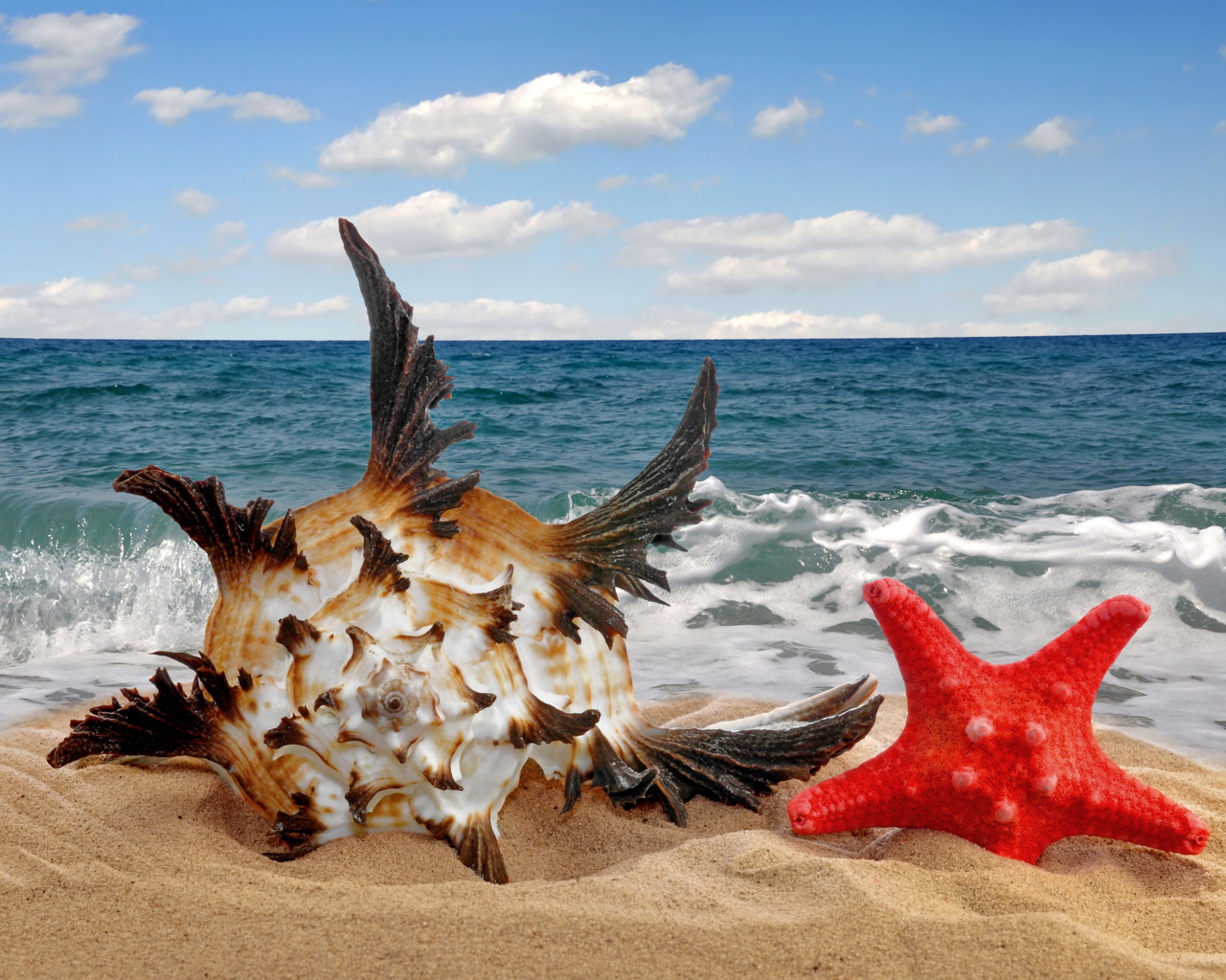 Beautiful seashell and starfish on sand in summer desktop wallpapers x