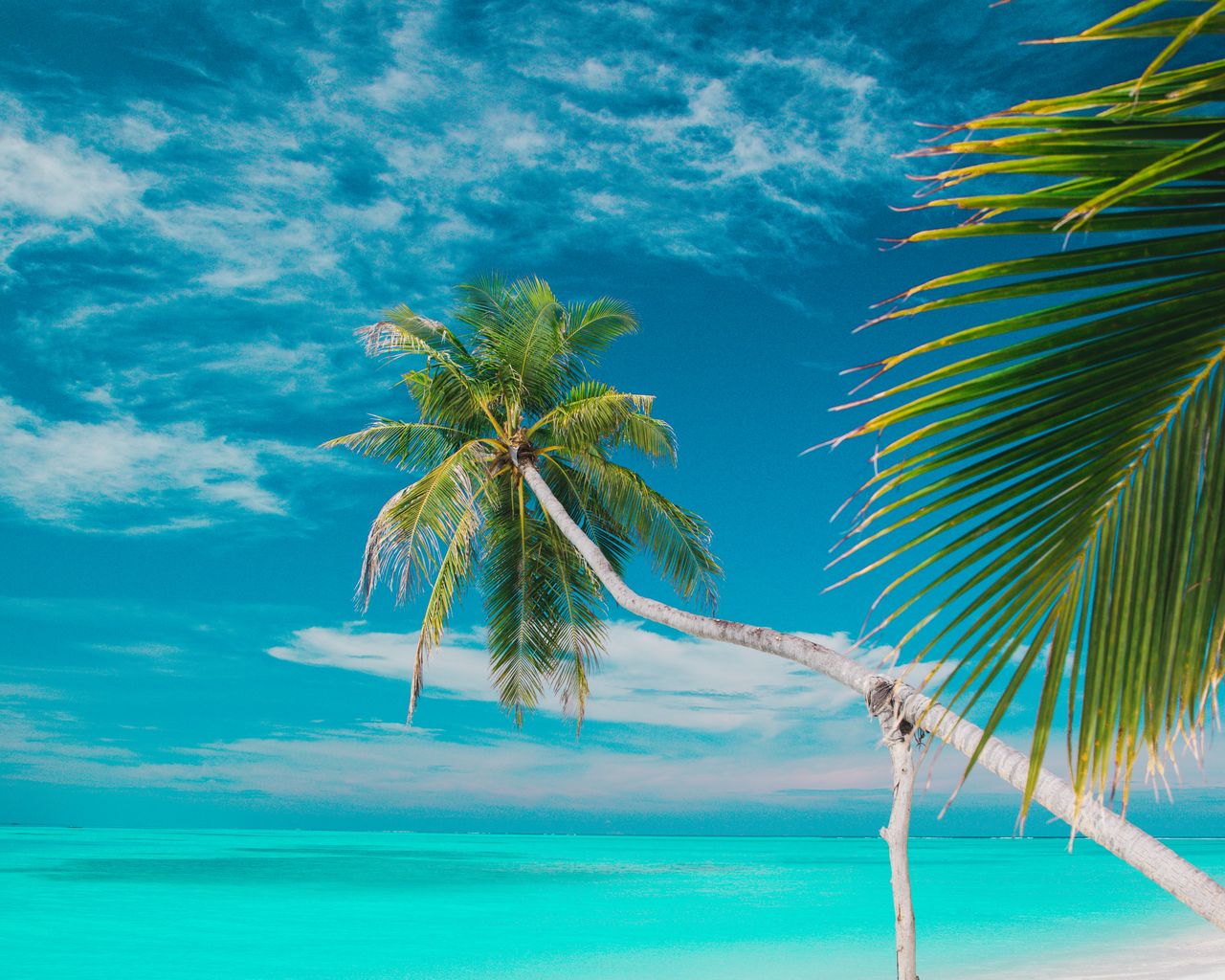 Download wallpaper x beach sea palm trees summer tropics standard hd background