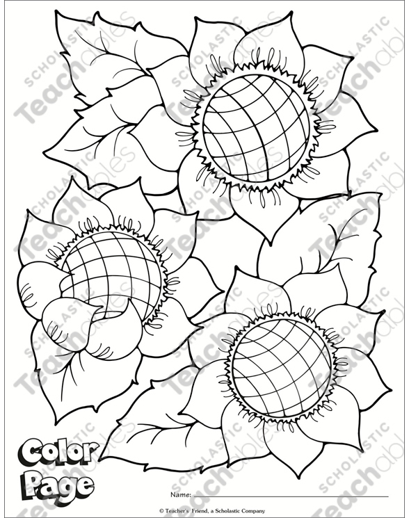 Sunflower color page printable coloring pages