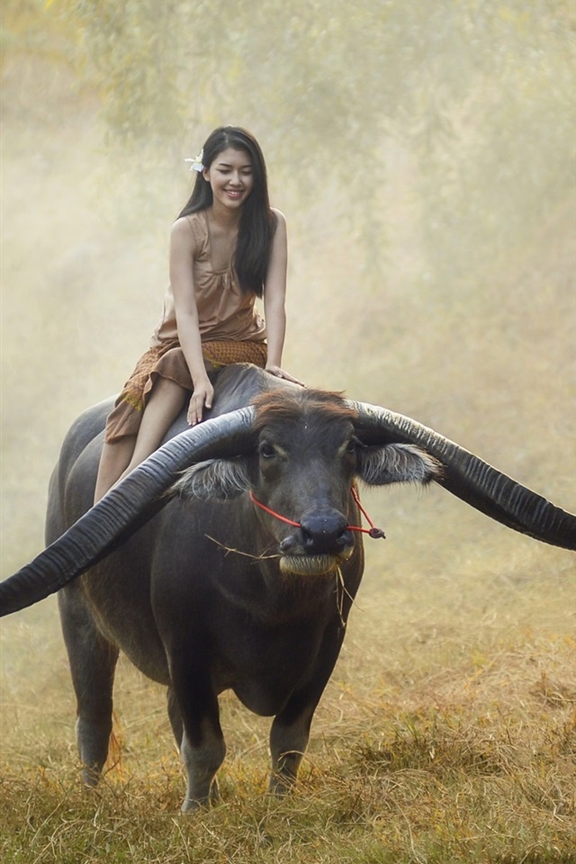Wallpaper girl ride buffalo thailand x hd picture image