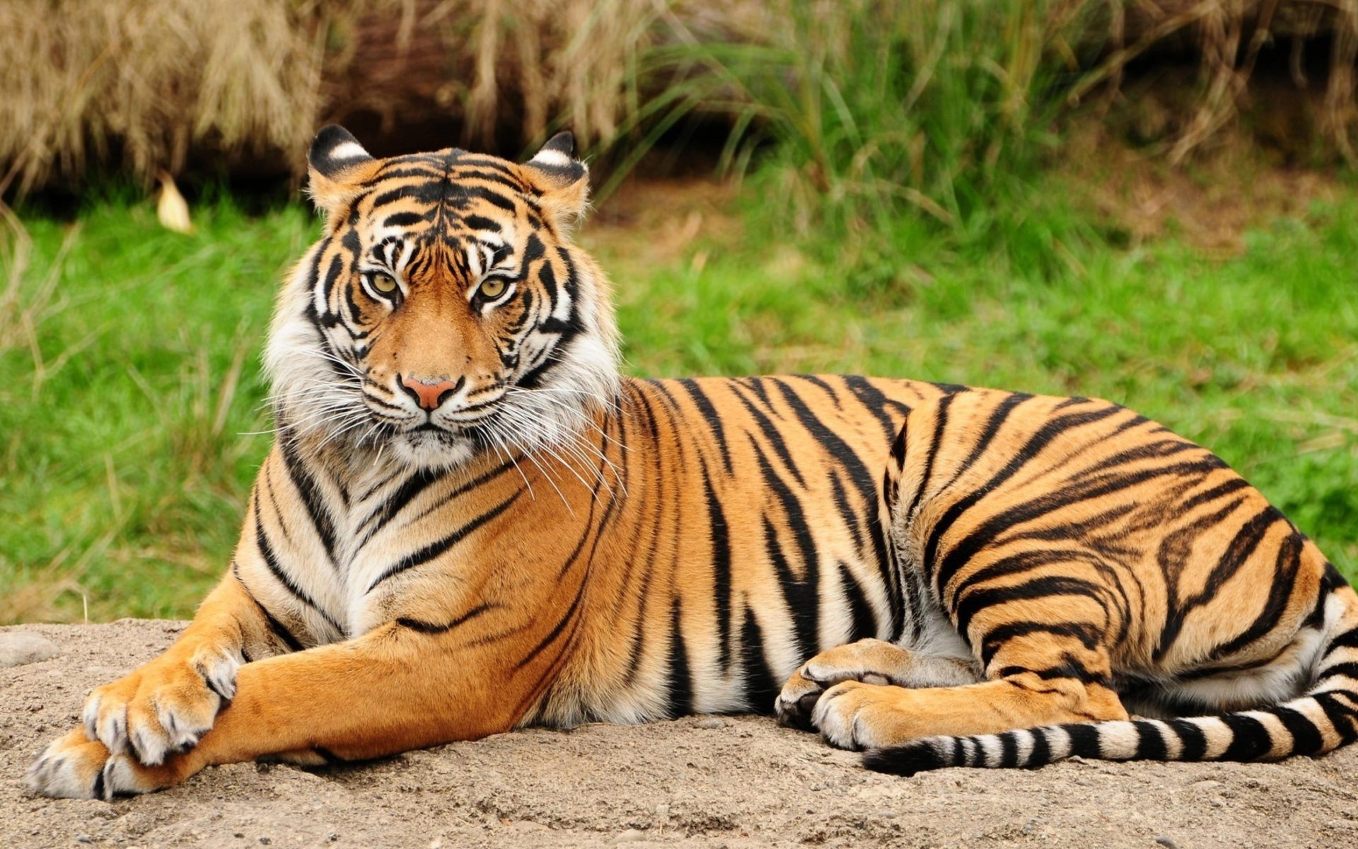 Tiger in the tree panthera with dark vertical stripes of red orange fur k ultra hd desktop wallpapers x