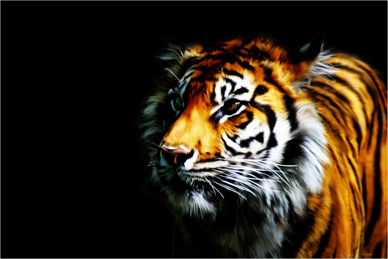 Tiger wallpaper for laptops