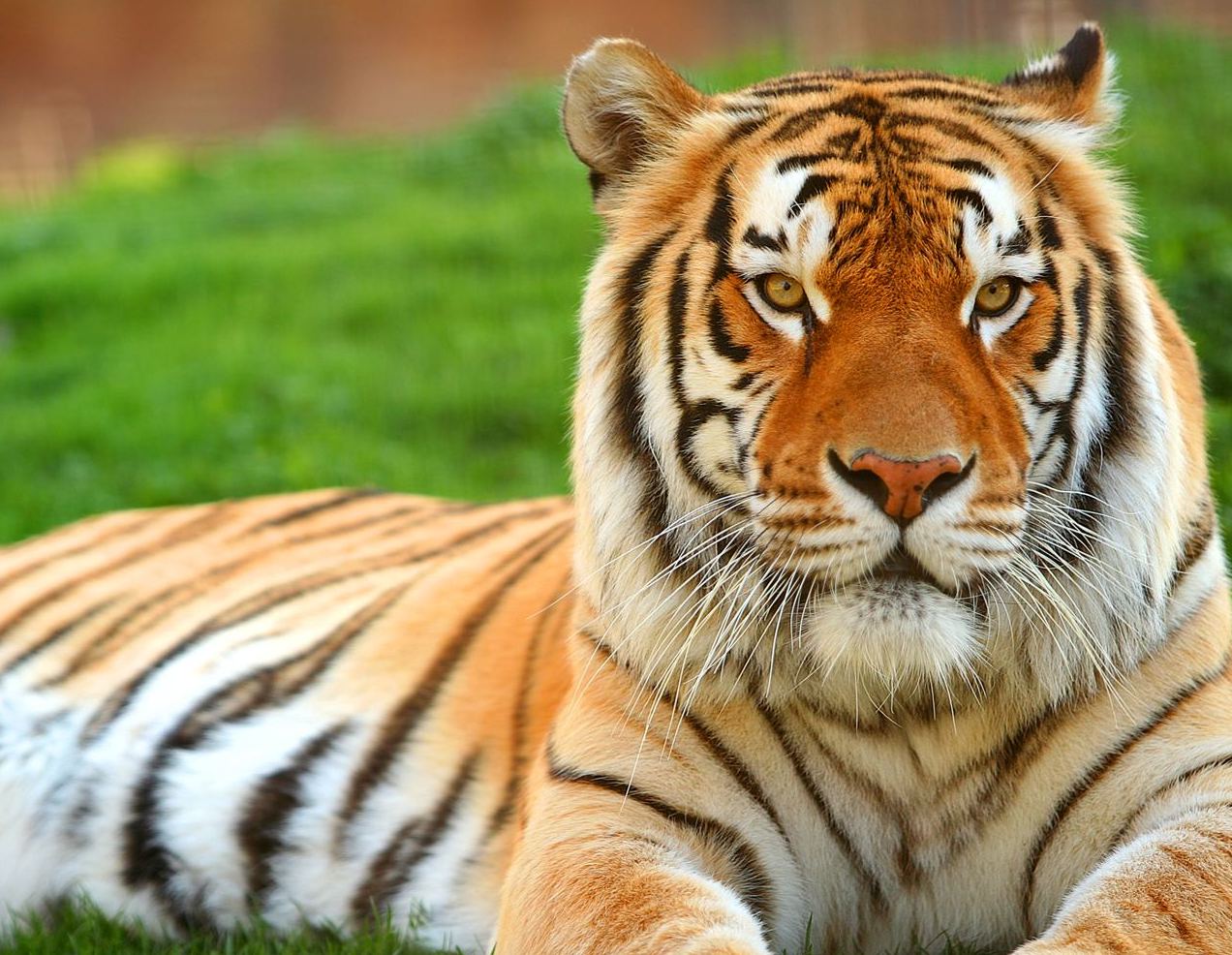 Tiger pictures wallpaper